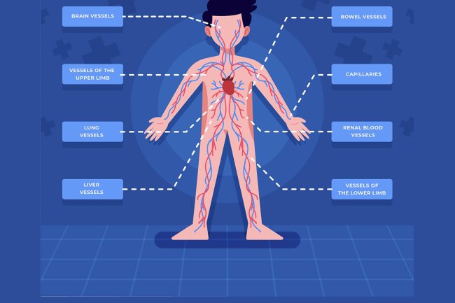 What Is the Lymphatic System? | Functions, Benefits