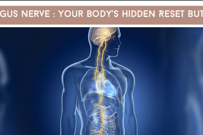 Vagus Nerve Reset: Improve Stress, Gut Health & Energy Naturally